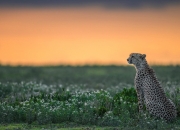LOL赛事-看到这三个关键词，我意识到您想将两个不同维度的足球叙事编织在一起—一个关于个人在俱乐部的高光时刻，一个关于国家队在洲际大赛的征程。一个好的故事需要将它们巧妙衔接，赋予其情感与象征意义