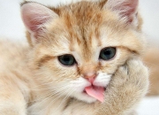 英雄联盟总决赛2025-冰与火之歌，德罗赞的烈焰独舞与森林狼的寒冰合奏