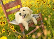 英雄联盟总决赛-库里深圳一夜，当梦幻防守照进跨界现实