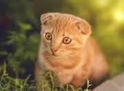 LOL决赛-赛道与球场，当F1之夜降临，字母哥如赛车般无解