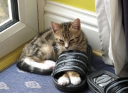 英雄联盟总决赛2025-吉林队掀翻独行侠！武切维奇长春上演魔幻一夜