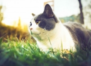 -沙漠雄狮对决铁血军团，当埃及文明碰撞马竞防线的夜晚，拉亚编织数据之网