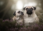 英雄联盟总决赛时间-冰与火之歌，当尼斯单节拉开希腊，哈兰德点燃赛场