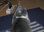 -欧文关键战不手软定乾坤，凯尔特人淘汰赛过关斩将掘金