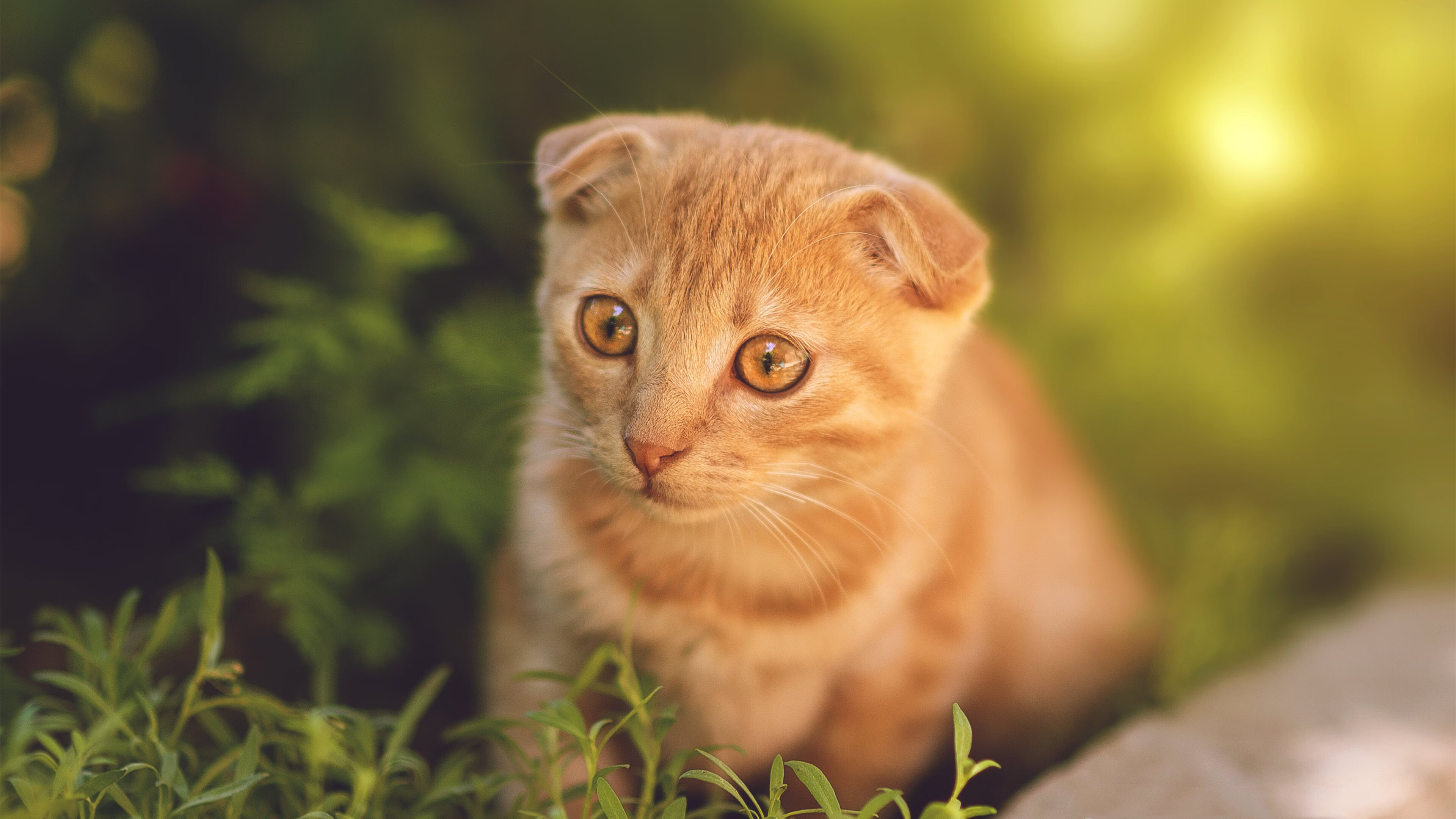 绝境中的救赎，玻利维亚生死战取胜，巴斯托尼从罪人到英雄的史诗一夜