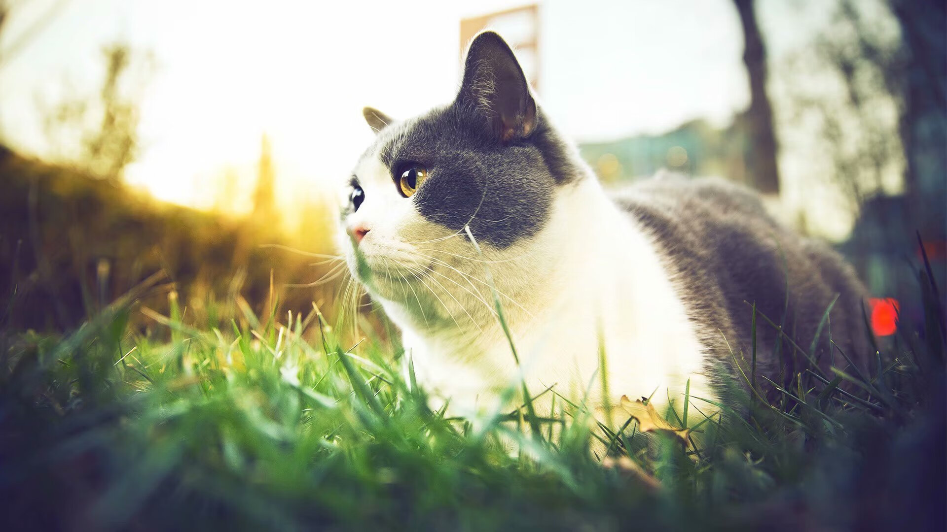 跨越山海的蛇口风暴,深圳队客场粉碎猛龙,小贾伦站在金字塔尖