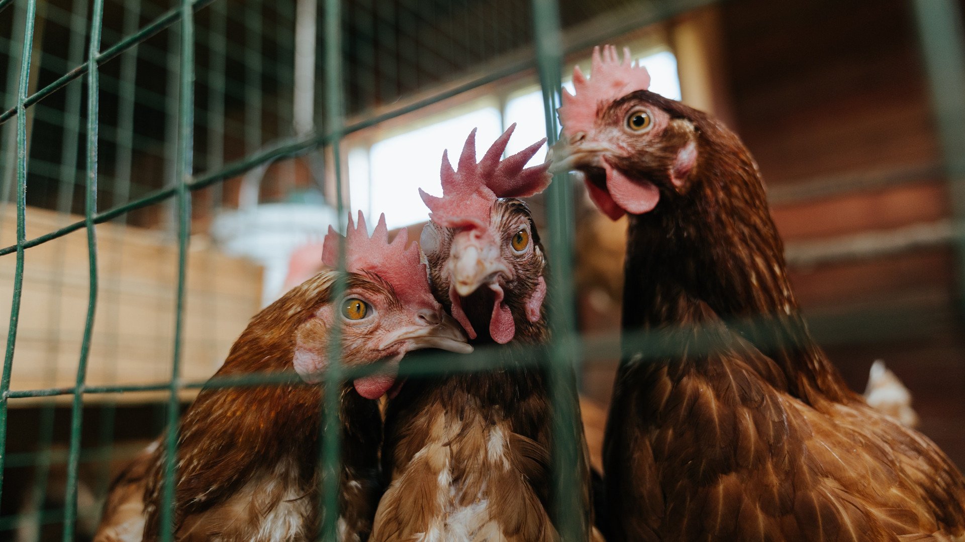 冰与火之歌，同一个周末，F1火焰般启航与冰岛加时寒霜中的胜利