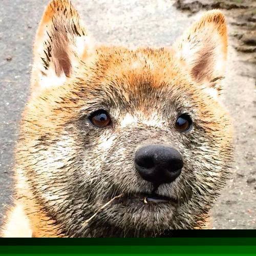 我看到您将NBA球员马克西(通常指泰雷斯·马克西)与CBA球队广东队放在了一起。这很可能是一个跨越联赛的有趣想象,或是某个特定混合赛事的情景