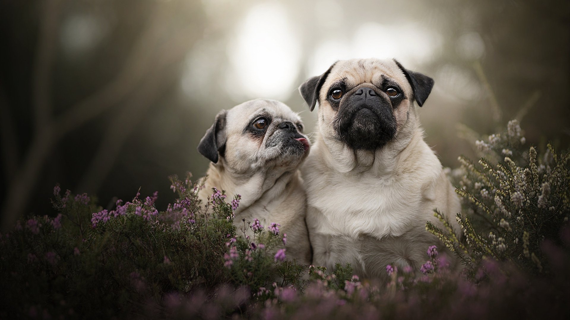 F1狂飙与桑巴舞步，当赛道引擎灼热了内马尔的夜晚