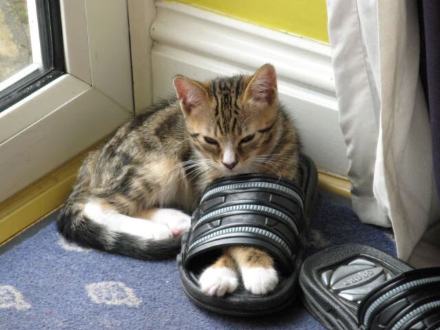 吉林队掀翻独行侠!武切维奇长春上演魔幻一夜