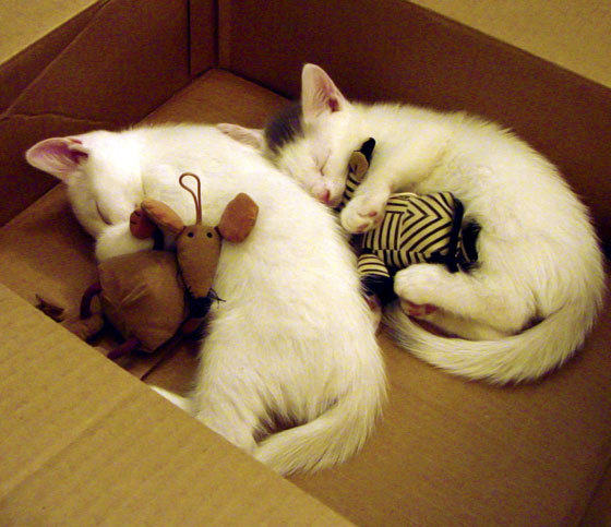 攀登约旦的阶梯，当热火用团队利剑斩断孤狼的野心