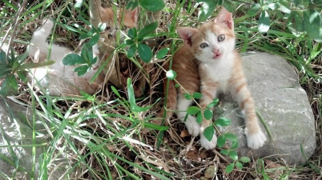 当塔图姆在赛道终点线前按下离合器,爵士的第7场加时赛刚刚开始