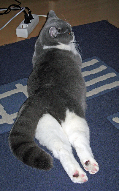 双星映夜，当NBA绝杀遇见欧冠接管，体育的昨日神话永不落幕